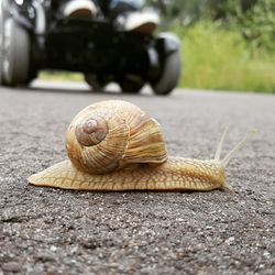 Close-up of snail on road