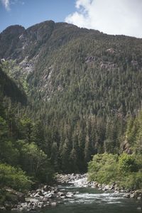 Scenic view of river amidst trees against sky