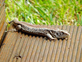 Close-up of lizard on wood