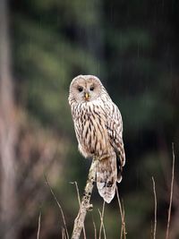 Close up of ural owl in the wilderness forest