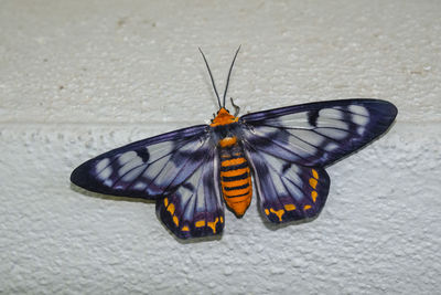 Butterfly on flower