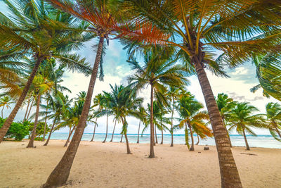 Palm trees on beach against sky