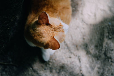 High angle view of a cat