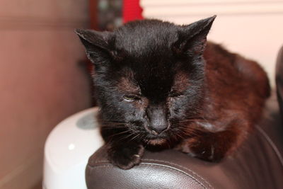 Close-up of black cat relaxing at home