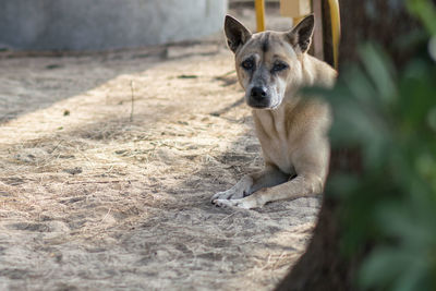 Portrait of a dog