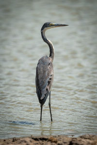 Grey heron stands turning head in pond