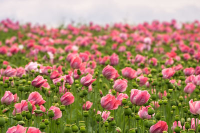 Close-up of pink tulip flowers on field