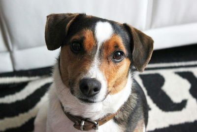 Close-up portrait of a dog