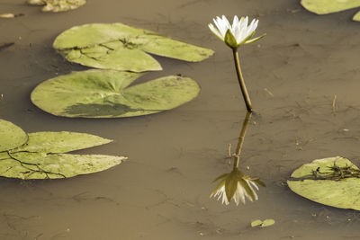 Close-up of lotus water lily