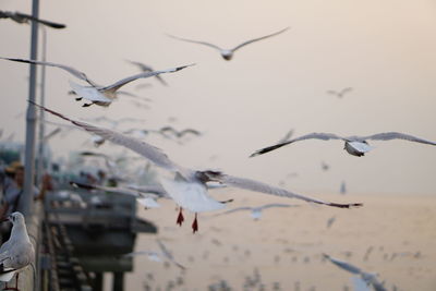 Close-up of birds flying against sky