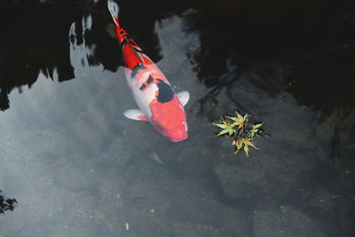 High angle view of koi fish in lake