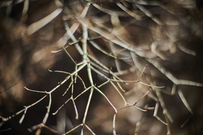 Full frame shot of plants