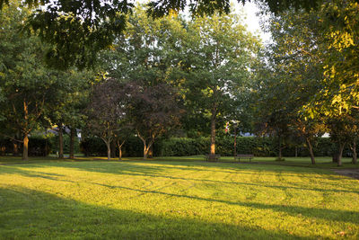 Trees in park