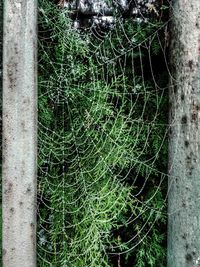 High angle view of spider web on plant