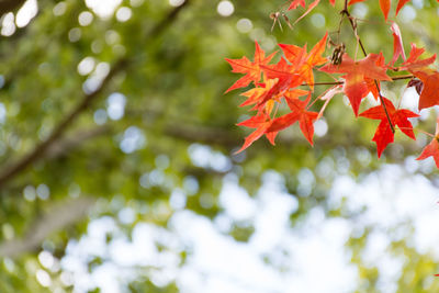 Low angle view of red maple leaves on tree