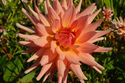 Close-up of pink flowers