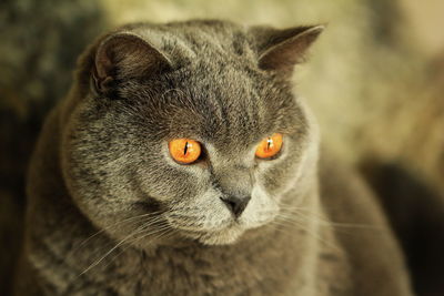 Close-up portrait of a cat looking away