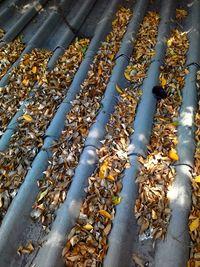 Close-up of dry leaf on metal