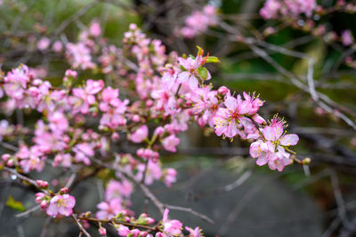 Close-up of pink cherry blossoms