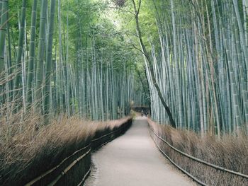 Walkway amidst bamboos at arashiyama