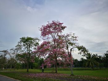 Trees against sky