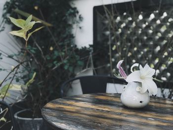 Close-up of potted plant on table