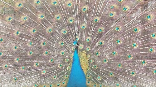 Full frame shot of peacock feathers