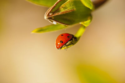 Close-up of ladybug on leaf