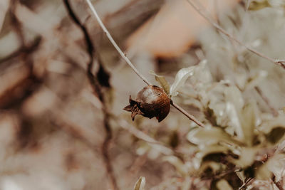 Close-up of insect on flower