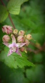 Close-up of pink flowers blooming outdoors