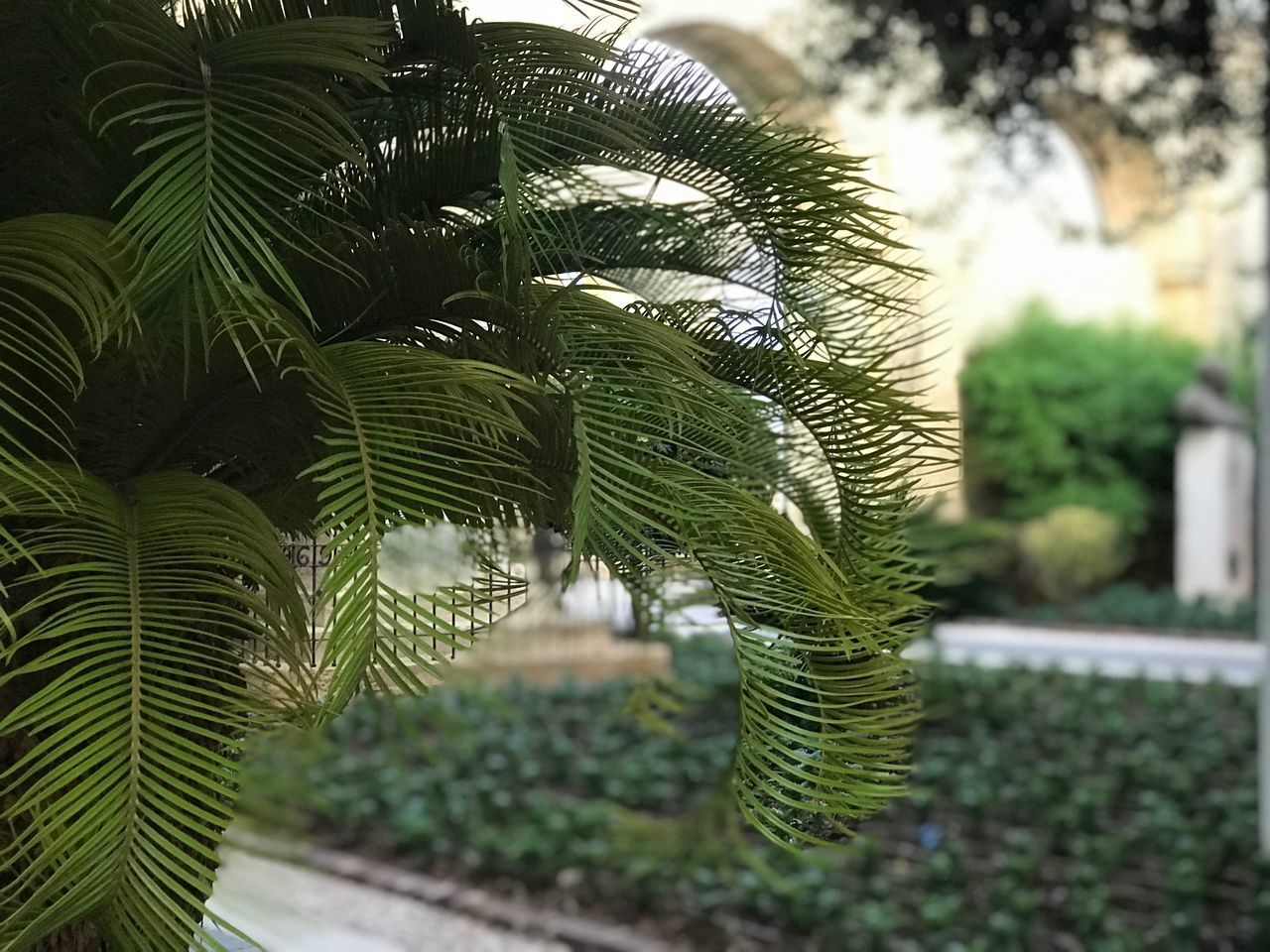 CLOSE-UP OF PALM LEAVES