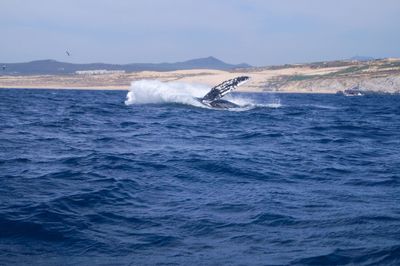 View of whale swimming in sea