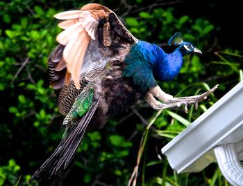 Close-up of blue bird perching on tree