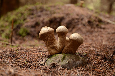 Close-up of mushroom growing on field