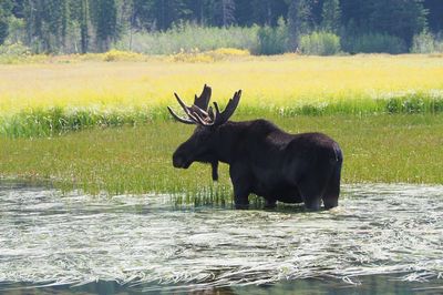 Horse on lake by trees