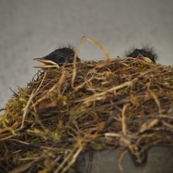 Close-up of bird on plant