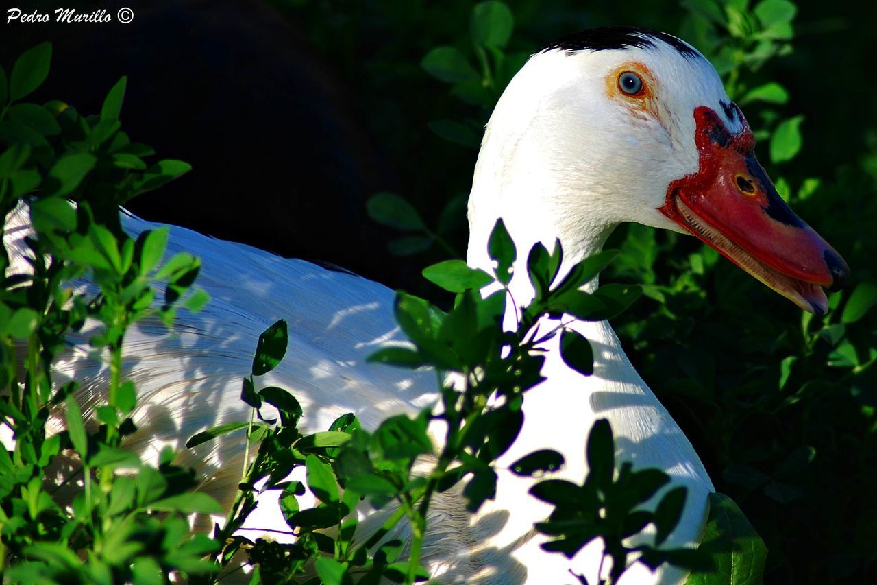animal themes, bird, nature, one animal, leaf, plant, animals in the wild, no people, close-up, day, swimming, beak, outdoors, swan