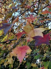 Low angle view of maple tree