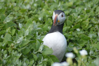 Close-up of puffin  