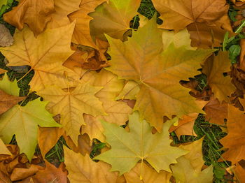 Full frame shot of maple leaves