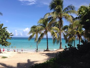 Palm trees on beach against blue sky