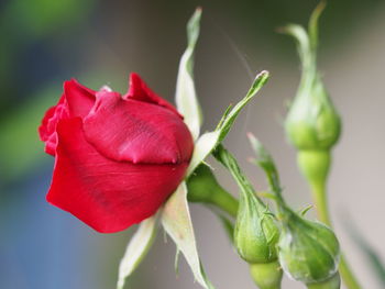 Close-up of pink rose