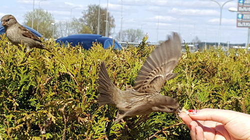 Close-up of hand feeding bird