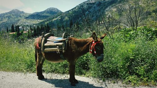 Side view of donkey standing on street against mountains
