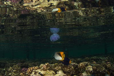 Close-up of fish swimming in aquarium