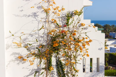 Flowering tree by building by sea against sky