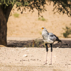 Bird perching on a field