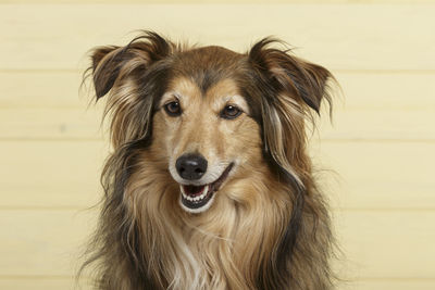 Close-up portrait of dog against wall