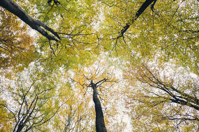 Low angle view of trees