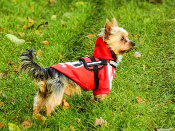 Dog on grass